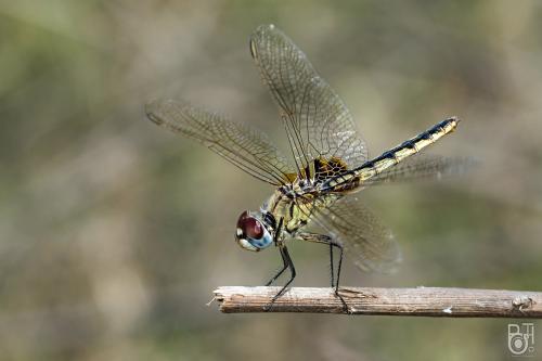 Urothemis edwardsii